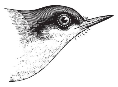 Bu illüstrasyon kahverengi başlı sıvacı kuşu, vintage çizgi çizme veya oyma illüstrasyon temsil eder..