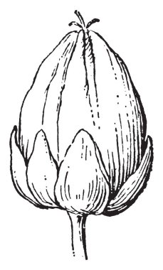 Bu buğday meyve bir görüntüdür. Sert dış kabuk, tohum vardır. Tedavi kanser hastalığı, vintage çizgi çizme veya oyma illüstrasyon için yararlıdır.