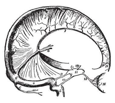 Dura mater ve kafatası sinüsler, vintage çizgi çizme veya oyma illüstrasyon.