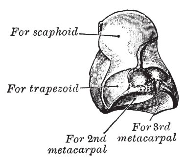 Bu resimde Os Magnum, vintage çizgi çizme veya oyma illüstrasyon temsil eder..