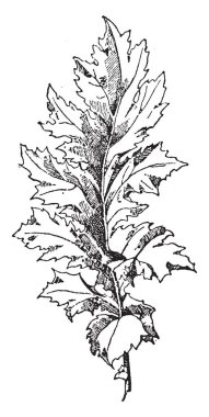Akanthos Mollis yaprak loblar spines ve dar yaprakları, vintage çizgi çizme veya oyma illüstrasyon sonlandırma işaret etmiştir.