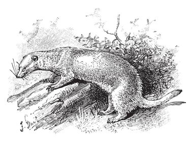 Vahşi olan mustelid Orta Kuzey Amerika, vintage çizgi çizme veya oyma illüstrasyon için yerel familyasından yaban gelinciği.