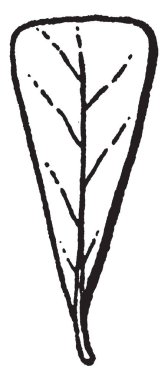 Bu resimde cuneate yaprak vardır. Tabanında üçgen ve bir nokta, vintage çizgi çizme veya oyma illüstrasyon incelen cuneate bu yapraklar.