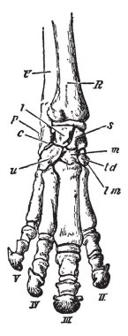 Perissodactyle ayak parmakları tek sayılı ve hindgut fermantasyon biraz basit mideleri, vintage çizgi çizme veya oyma illüstrasyon ile karakterize memeliler olduğunu.