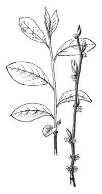 Benjamin bush, vahşi yenibahar, ateş bush Benzoin Aestivale ailesindeki bir çalı. Yaprakları dönüşümlü olarak kök üzerinde düzenlenir. Ve bazı yaprakları kaynaklanıyor, vintage çizgi çizme veya oyma illüstrasyon ile birlikte.