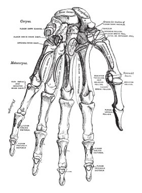 Bu örnekte el, vintage çizgi çizme veya oyma illüstrasyon temsil eder..