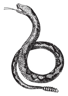 Crotale or rattlesnake, vintage engraved illustration. Natural History of Animals, 1880 clipart