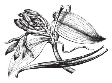 Vanilya, eski oyma resimli. La Vie dans la nature, 1890