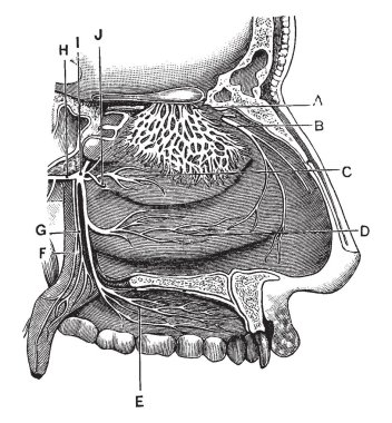 Bu resimde sinirler burun deliği, vintage çizgi çizme veya oyma illüstrasyon temsil eder..