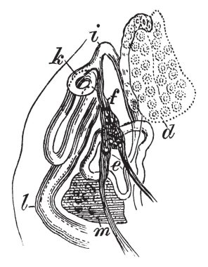 Ortak vitellarian kanal, vintage çizgi çizme veya oyma illüstrasyon Trematoid solucan üreme organları vardır.