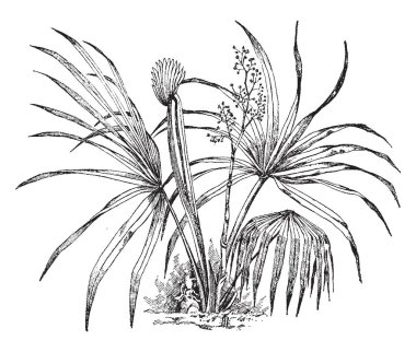 O bir cüce palmiye ağacıdır. Palm familyasından bir küçük. Derin Güney-Doğu ve Güney-Orta Amerika Birleşik Devletleri ve Kuzey-Doğu Meksika, vintage çizgi çizme veya oyma illüstrasyon için yerel.