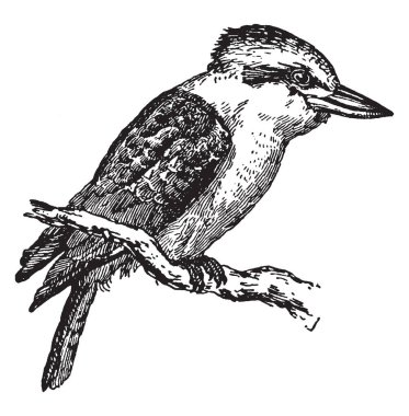 Dacelo gigas bulunan Avustralya, vintage çizgi çizme veya oyma resimde çok büyük bir kingfisher olduğunu.