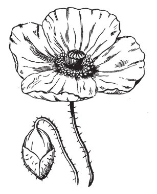 Poppy, çiçektir. Ve bölüm tam çiçek tomurcuk bölümünü resim gösteren. Onun pedicels dikenli, vintage çizgi çizme veya oyma illüstrasyon vardır.