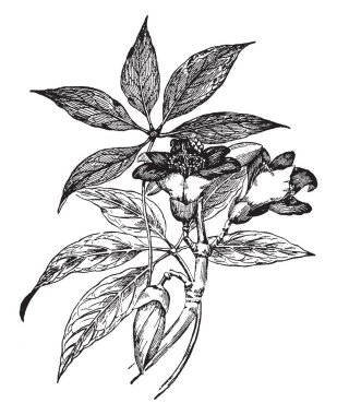 Bu görüntüde çoğu ortak itx ismi ipek pamuk ağacı. Altı-yedi inç uzunluğunda olan çiçekler, vintage çizgi çizme veya oyma illüstrasyon malabaricum çeşitli vardır.