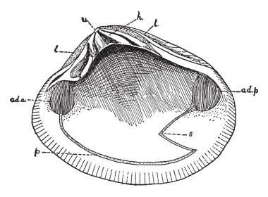 Kabuklu yumuşakça iç yüzey depresyon ek ön adductor kas, vintage çizgi çizme veya oyma resimde gösterilen.