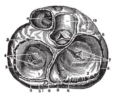Bu diyagram auriculoventricular dikey bir görünümünü ve kalp, vintage çizgi çizme veya oyma illüstrasyon arteryel valfleri temsil eder.