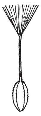 Bu resim Compositae fabrikasında Calyx şeklinde gösterir. Bir süpürge gibi görünüyor, üst kısmı kafa denir ve alt kısmı sabit kapalı yapısıdır. Üst kısmı receptacle, kılıf ve Kadehciğin, vintage çizgi çizme veya oyma illüstrasyon vardır.