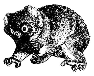 Koala Avustralya, vintage çizgi çizme veya oyma illüstrasyon bir ağaç otçul keseli yerel bir.