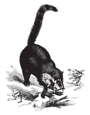 Kırmızı Coati rakun, vintage çizgi çizme veya oyma illüstrasyon ile ilgili bir hayvandır.