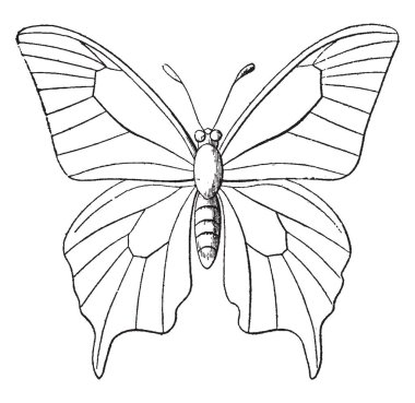 Hangi etiketleme farklı bölümlerini kanatları, vintage çizgi çizme veya oyma illüstrasyon kelebek anahat.