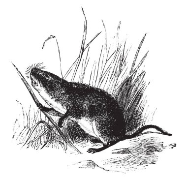 Çayır faredir bulunan Kanada, vintage çizgi çizme veya oyma illüstrasyon arasında Kuzey Amerika bir vole.