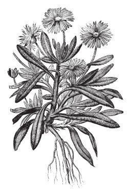 Mesembryanthemum criniflorum çiçek mor ve solgun. Bu çiçek büyümeye kolaydır ve senin Bahçe, vintage çizgi çizme veya illüstrasyon oyma şaşırtıcı renk getirmek olduğunu.