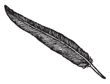 Bu resmi bir tek siyah tüy, vintage çizgi çizme veya oyma çizimde temsil.