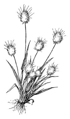 bitki görüntü. Vektör çizim