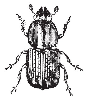 Avrupa Elm kabukları böcek kabukları böcek türü cins Scolytus, vintage çizgi çizme veya oyma illüstrasyon.