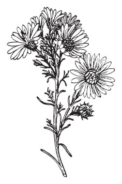 Bitki yaprakları ince ve kısa. Bir bud ve onlar dalına bağlı bazı çiçek, çiçek yaprağı yapabilirsiniz aynı zamanda uzun, ince, vintage çizgi çizme veya oyma illüstrasyon.