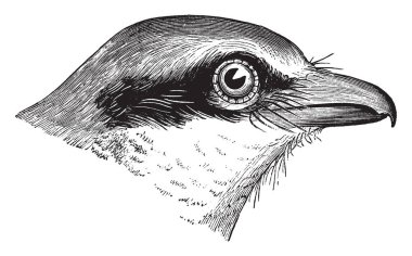 Bu resimde kasap kuş başı, vintage çizgi çizme veya oyma illüstrasyon temsil eder..