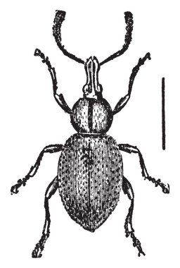 Bu illüstrasyon Otiorrhynchus Ligustici, vintage çizgi çizim veya gravür illüstrasyon temsil eder 