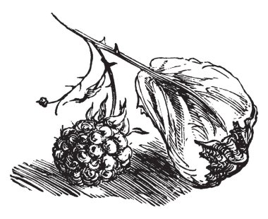 Meyve etli, etli, sulu meyve olduğunu. Parlak renkli ve tatlı ya da ekşi tat yuvarlanır. Genellikle yenilebilir meyve, vintage çizgi çizme veya oyma çizimde olduğu.