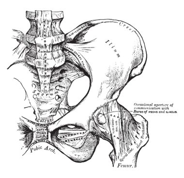 Bu resimde Pelvis, vintage çizgi çizme veya oyma illüstrasyon temsil eder..