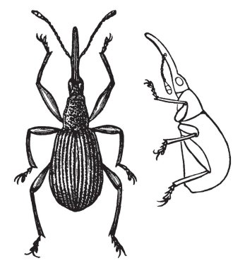 Yonca Weevil yonca, vintage çizgi çizme veya oyma illüstrasyon tohumları besleyen bir hatadır.