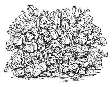 Stachys Korsika çizim veya illüstrasyon oyma küçük, vintage çizgi olan yapraklar otlar bir tür için ilgili bir bitkidir.