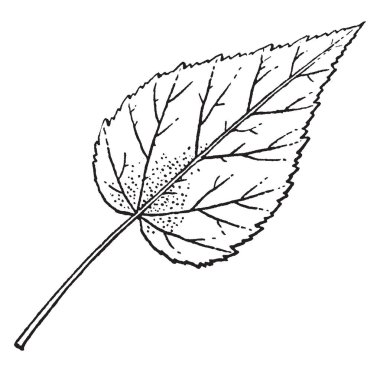 Resmi bir Hibiscus bitkinin yaprak gösteriyor. Kalp şekli, vintage çizgi çizme veya oyma illüstrasyon olduğunu.