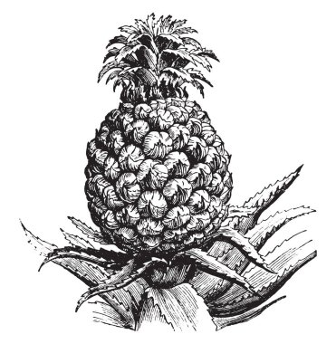 Ananas, eski oyma resimli. La Vie dans la nature, 1890