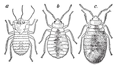 Tahtakurusu nimf cilt, vintage çizgi çizme veya oyma illüstrasyon kapalı dökme.