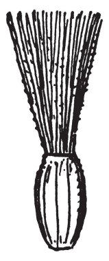 Bu bir oval şekilli meyve var. Meyve üst kısmı gibi kıllı bir parçasıdır, bu uzun ve çok ince, vintage çizgi çizme veya oyma illüstrasyon.