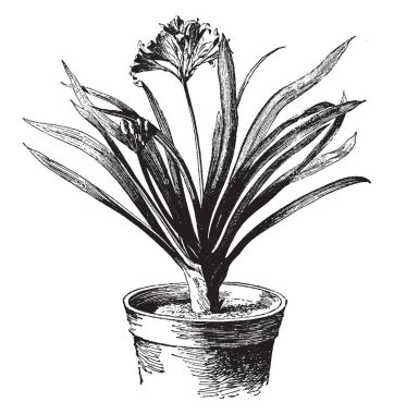 Clivia miniata olan bir küme oluşturan çok yıllık çiçek bitki ile koyu yeşil, askı şeklindeki yaprakları olan bir etli yeraltı kök, vintage çizgi çizme veya oyma illüstrasyon ortaya.