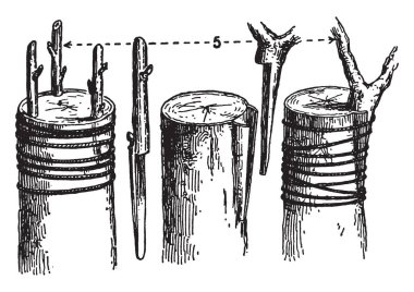 Bu resimde taç Flora işlem, vintage çizgi çizme veya oyma illüstrasyon olan aşılama temsil eder.