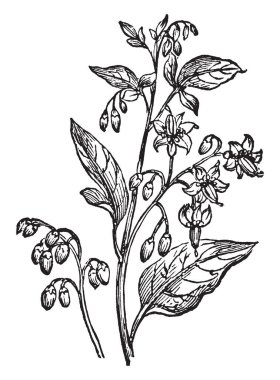 Yaprakları uzun alternatif, sık sık loblu düzenlenmiştir. Bazı çiçek ağaç, bazı tomurcukları, vintage çizgi çizme veya oyma illüstrasyon.