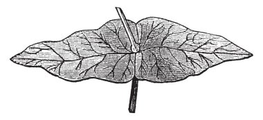Bu bir perfiolate yaprak, bu yaprak iki yaprakları, vintage çizgi çizme veya oyma illüstrasyon karşısında bir birliktir.