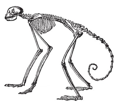 Yan görünümü, iskelet, Güney Amerika örümcek maymun hangi orantılı olarak Ateles, vintage çizgi çizme veya oyma illüstrasyon cins örümcek maymun.