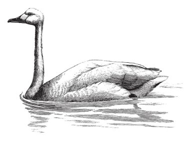 Bewick kuğu siyah ayakları ile beyaz ve ikinci sarı, vintage çizgi çizme olmak veya illüstrasyon oyma bazal yarısı bill.
