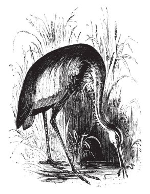 Mor Heron bir yürüyen kuş heron Ardeidae, vintage çizgi çizme veya oyma illüstrasyon geniş kapsamlı bir türdür.