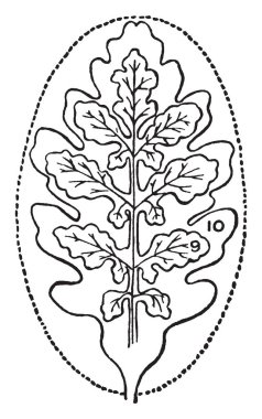 İki basit yaprakları eliptik türünden türetilmiş tür gösteren bir resim. Bir pinnately loblu ve diğer pinnately bölünmüş, vintage çizgi çizme veya oyma illüstrasyon.