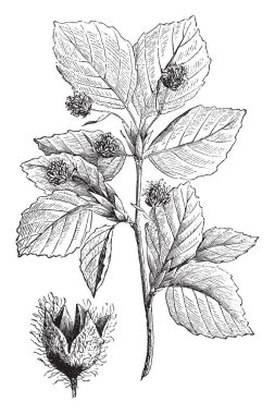 Düz gri Barka, parlak yaprakları ve kayın, vintage çizgi çizme veya oyma çizim adlandırılan sabit, soluk iyi ayarlanmış ahşap büyük bir ağaç.