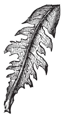 Bu resim runcinate yaprak gösterir. Kenar boşlukları loblar veya diş izini bir yaprak çizim veya illüstrasyon oyma temel, klasik çizgi doğru kavisli.